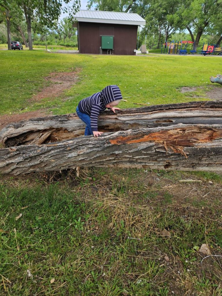 child climbing a tree